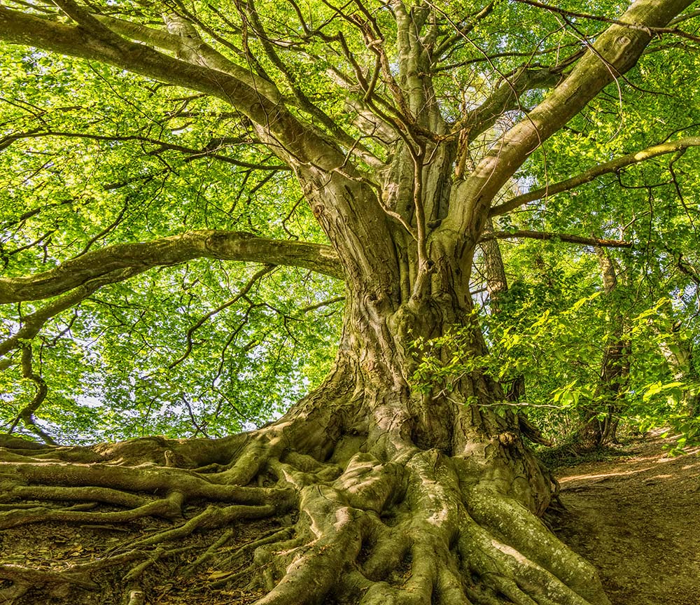 old-tree