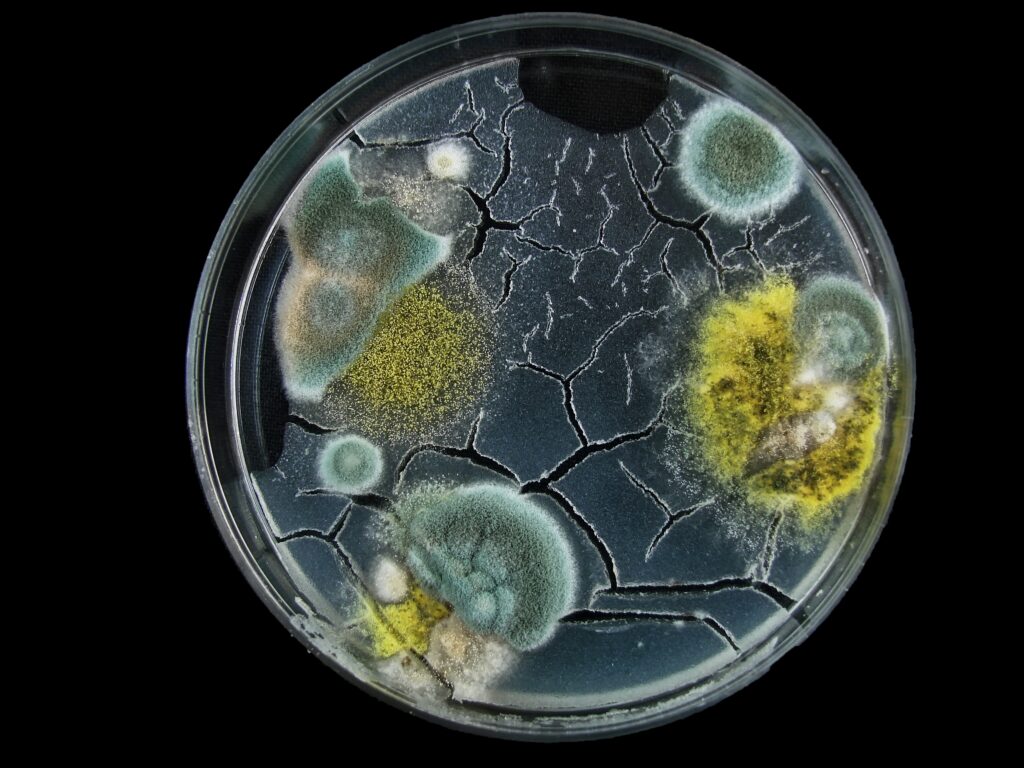 Is Mold Causing Your Chronic Pain? How a Doctor Can Help doctor